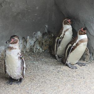 Humboldt penguins