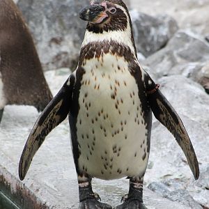 Humboldt penguin