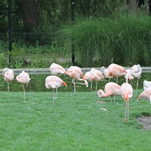 Chilean flamingos