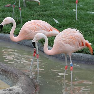 Chilean flamingos
