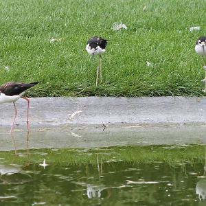 Black-necked stilts