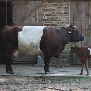 Lakenvelder with calf