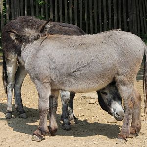Donkeys