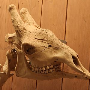 Skull Giraffe
