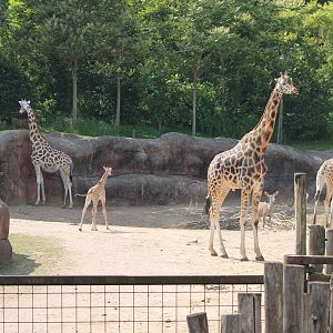 Part of the African Savanne