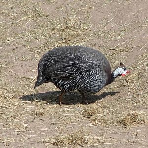 Helmeted guineafowl