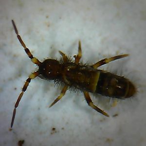 Springtail