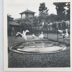 Pelicans at London Zoo ?