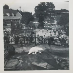 Polar Bear London Zoo ??