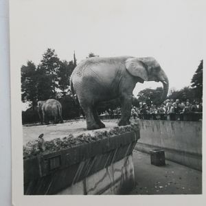 Elephant at London Zoo ?