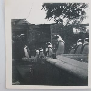 Black-footed Penguins (I think)