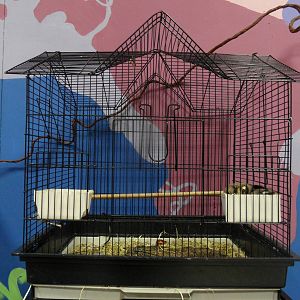 New sugar glider cage
