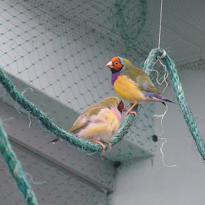 Gouldian finches