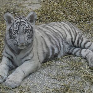 White tiger cub