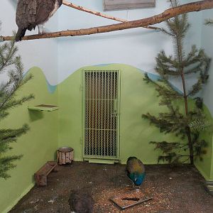 Peafowl exhibit