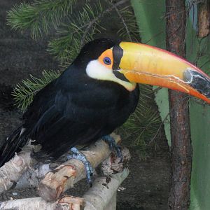 Toco toucan