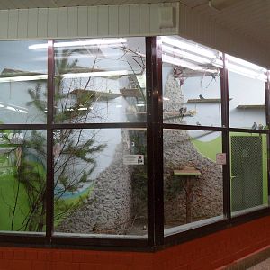 Budgies & cockatiels exhibit