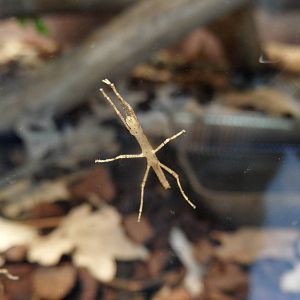 Baby walking stick