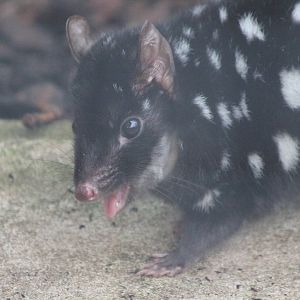 Eastern Quoll