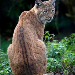 Carpathian lynx : Port Lympne : 17 Oct 2014