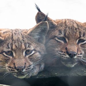 Carpathian lynx : Port Lympne : 17 Oct 2014