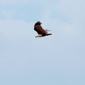 Brahminy Kite