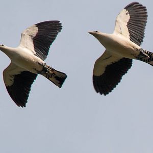 Pied (Torresian) Imperial Pigeons