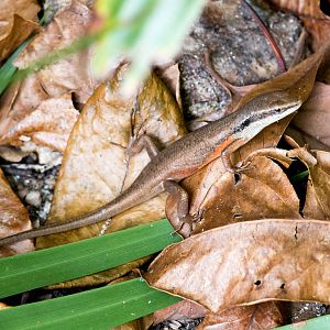 Black-throated Rainbow Skink