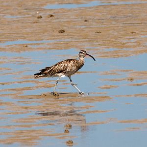 Whimbrel