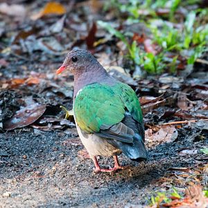 Emerald Dove