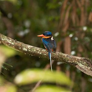 Buff-breasted Paradise Kingfisher