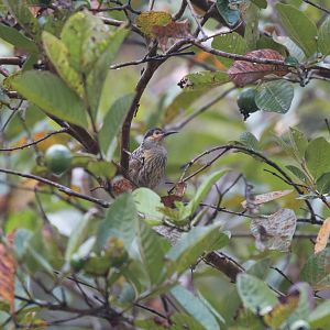 Macleay's Honeyeater