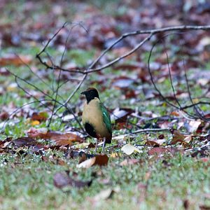 Noisy Pitta
