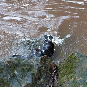Platypus having a scratch