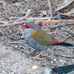 Red-browed Firetail