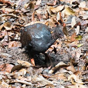 Orange-footed Scrubfowl
