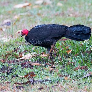 Australian Brush Turkey
