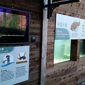 Chinese giant salamander exhibit, December 2014