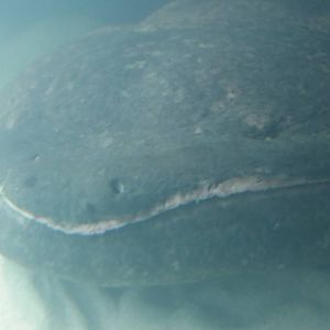 Chinese giant salamander, December 2014