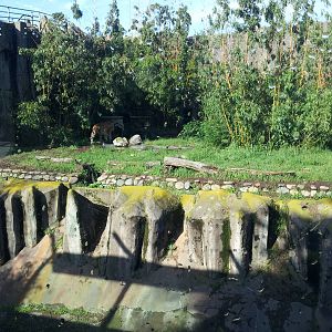 Big Cat Grotto: Amur Tiger