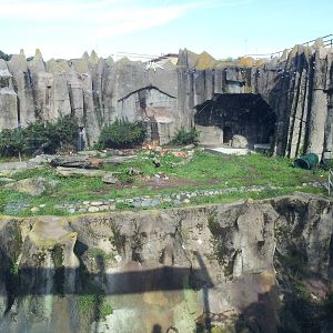 Big Cat Grotto: African Lion