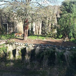 Big Cat Grotto: Sumatran Tiger
