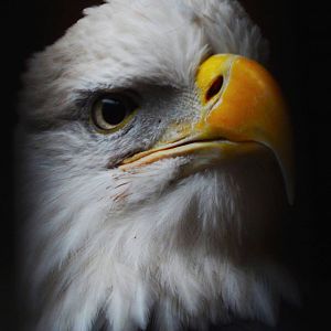 Dec. 2014 - Wings of Wonder - Sam the Bald Eagle