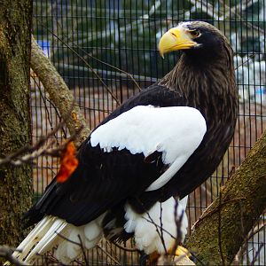 Dec. 2014 - Eagle Eyrie - Stellers Sea Eagle