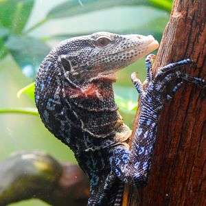 Dec. 2014 - Reptile House - Blue Tree Monitor