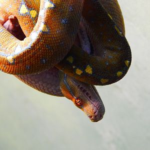 Dec. 2014 - Reptile House - Juvenile Green Tree Python