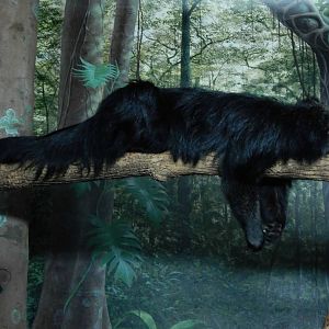 Dec. 2014 - Night Hunters - Audrey the Bearcat