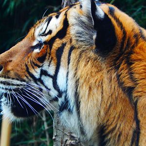 Dec. 2014 - Cat Canyon - Malayan Tiger