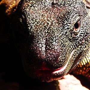 Dec. 2014 - Dragons! - Crocodile Monitor