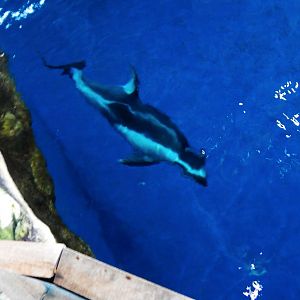 Nov. 2014 - Oceanarium - Pacific White-sided Dolphin Underwater